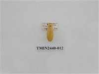 藏品(巨橙苔蛾)的圖片